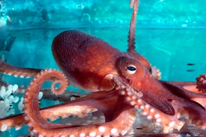octopus 2