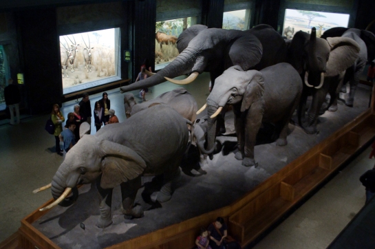 museum elephants