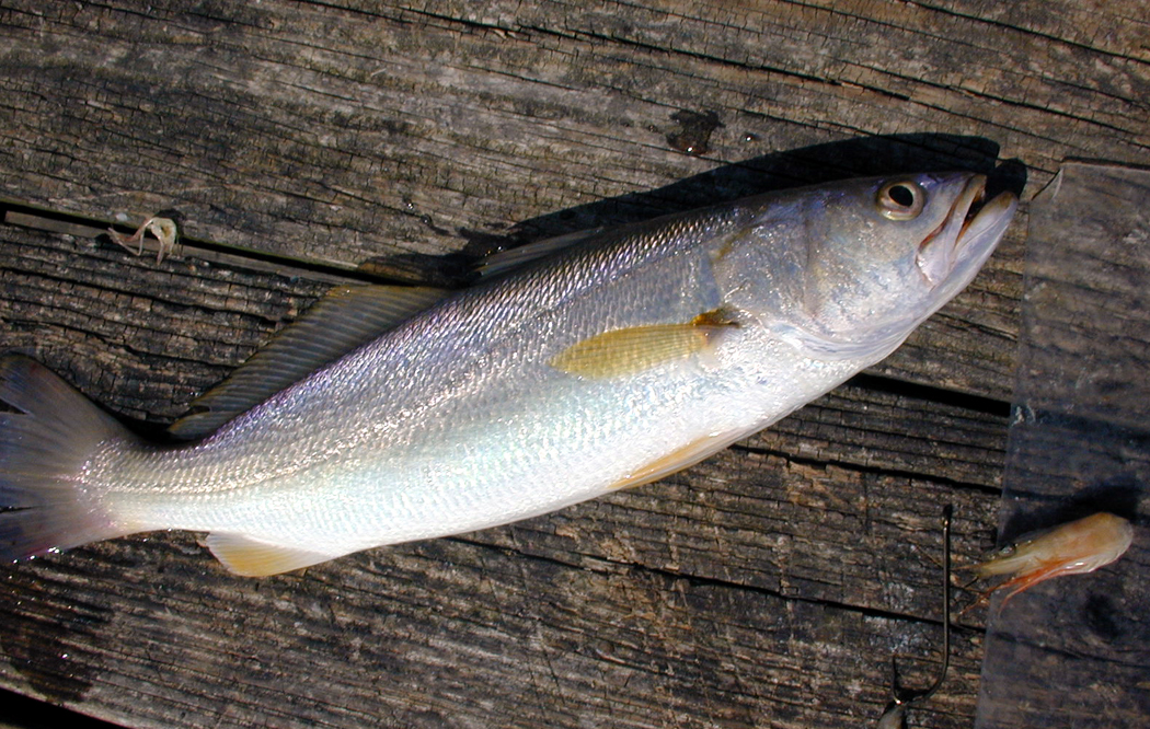 white-trout.jpg