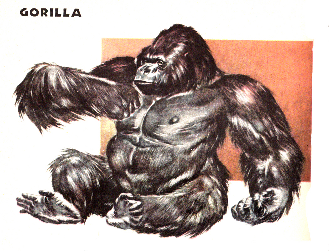 gorilla 2